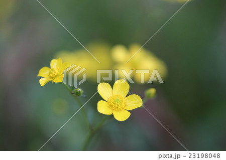 キツネノボタン 23198048