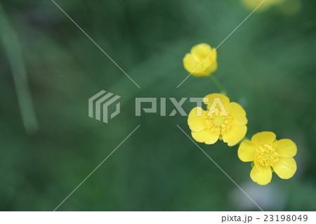 キツネノボタン 23198049