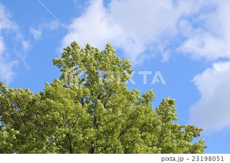 モミジバフウ 23198051