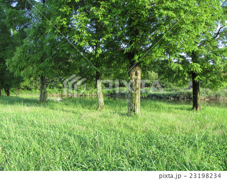 写真素材: 森林公園 23198234