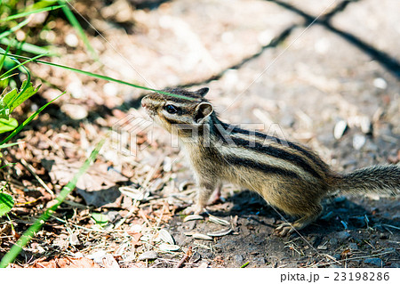 リス 23198286