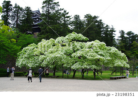 ナンジャモンジャの木 ナンジャモンジャの木 23198351