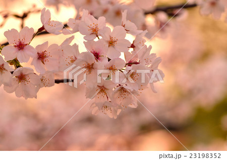桜 23198352