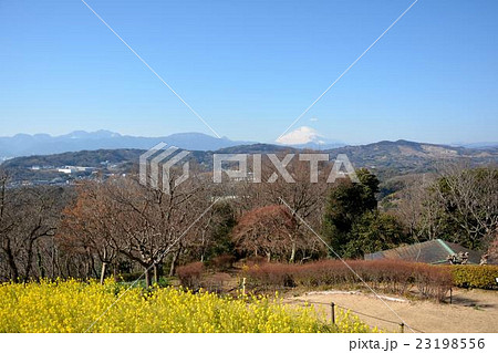 菜の花畑と富士山 菜の花畑と富士山 23198556