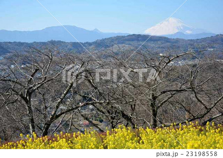 菜の花畑と富士山 23198558