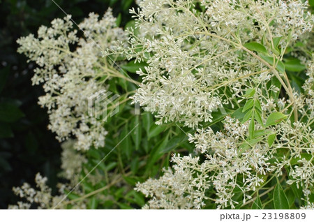 シマトネリコの花 23198809