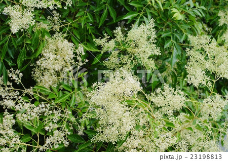 シマトネリコの花 シマトネリコの花 23198813