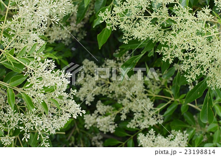 シマトネリコの花の写真素材