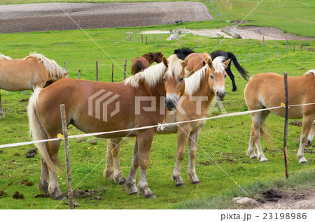 Herd of horses of various colors mountains Herd of horses of various colors mountains 23198986
