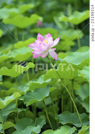 花 花 23199314