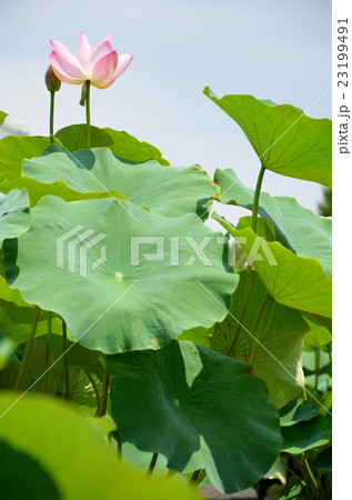 蓮の花 23199491