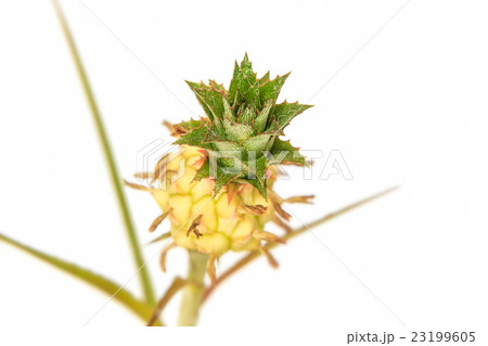 Small pineapple isolated on white background 23199605