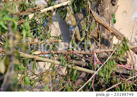 small snake eats a small frog small snake eats a small frog 23199749