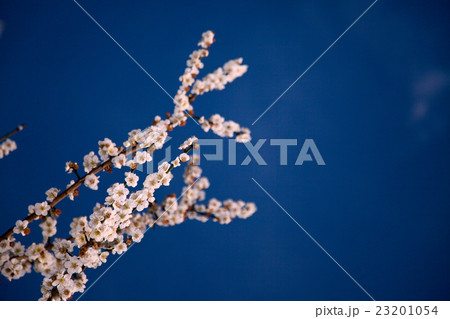 梅の花 梅の花 23201054