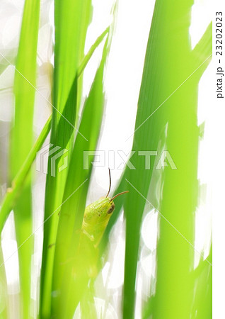 イネの葉を食べているイナゴの写真素材 23202023 Pixta