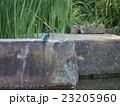 カワセミ 23205960