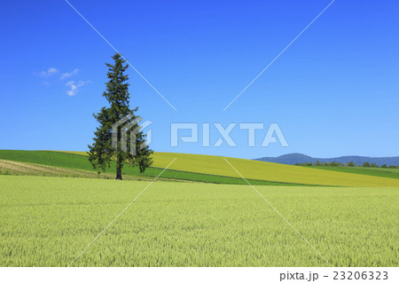 北海道 美瑛町 丘の一本の木 北海道 美瑛町 丘の一本の木 23206323
