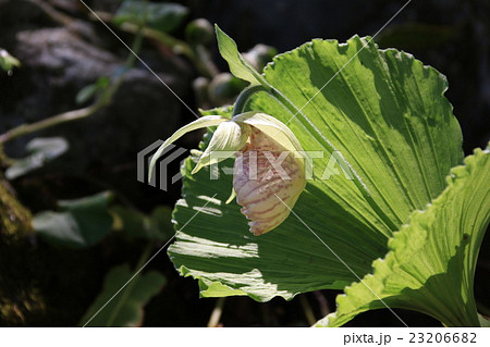 クマガイソウの花 クマガイソウの花 23206682