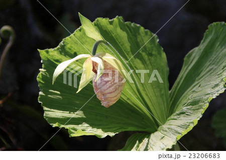 クマガイソウの花 クマガイソウの花 23206683