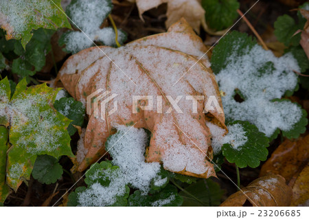 maple leaf covered with snow maple leaf covered with snow 23206685