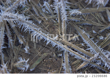 frozen dry grass frozen dry grass 23206686