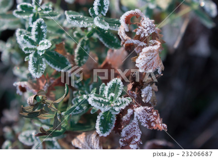 frozen dry grass, leaf frozen dry grass, leaf 23206687