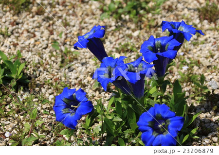 チャボリンドウの花 23206879