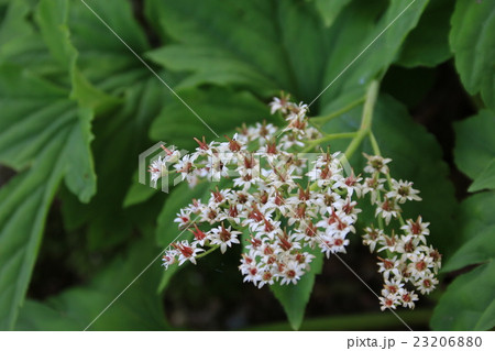 イワヤツデの花 イワヤツデの花 23206880