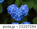 紫陽花－ハート 23207294