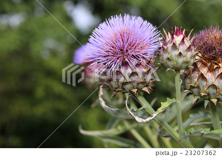 カルドン 23207362