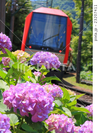 箱根登山鉄道と紫陽花 23207411