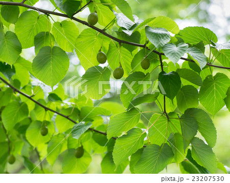 ハンカチの木の実 23207530