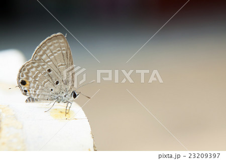 Holly blue in spring. Holly blue in spring. 23209397