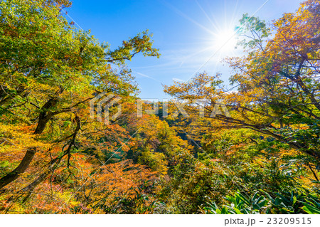 【宮城県】鳴子峡 23209515