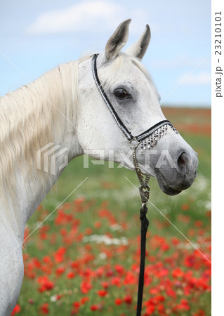Arabian mare in red poppy field looking at you Arabian mare in red poppy field looking at you 23210101