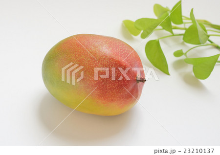アップルマンゴー ペルー産ケント種 の写真素材