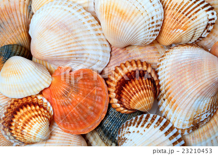 Shells of anadara and scallops 23210453