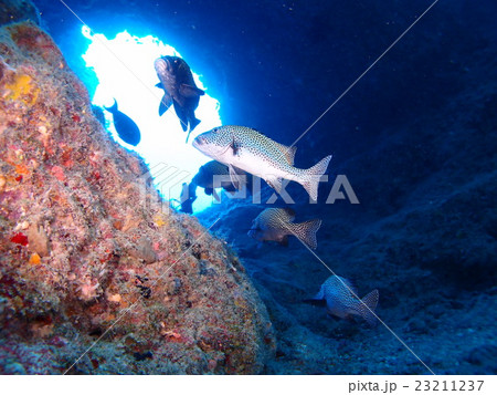 パラオの海の暗がりに群れで潜んでいたチョウチョウコショウダイ パラオの海の暗がりに群れで潜んでいたチョウチョウコショウダイ 23211237