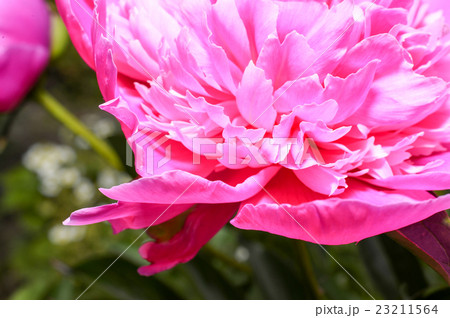 Detail of pink peony flower close-up 23211564