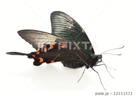 カラスアゲハのメス　白バック 23211572