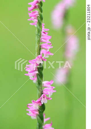 ネジバナ ネジバナ 23211804