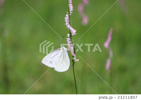 ネジバナとモンシロチョウ ネジバナとモンシロチョウ 23211807