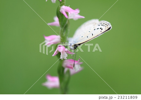 ネジバナとチョウ 23211809