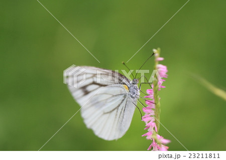 ネジバナとモンシロチョウ ネジバナとモンシロチョウ 23211811