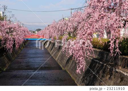 春の山形県天童の街並み 春の山形県天童の街並み 23211910