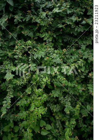 テクスチャー 緑の塀アイビー テクスチャー 緑の塀アイビー 23211923