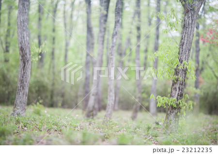 別荘地の空き地 23212235