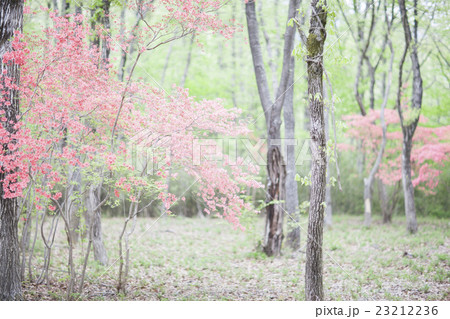 別荘地の空き地 23212236