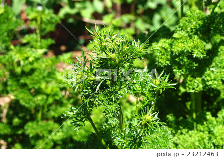 モスカールドパセリ モスカールドパセリ 23212463