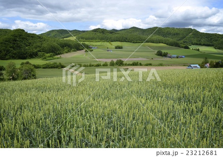 麦畑 23212681